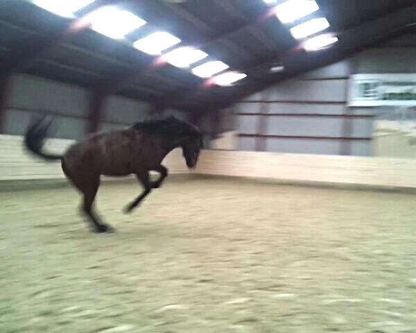 Welsh Partbred (Sec F) Filur billede 3