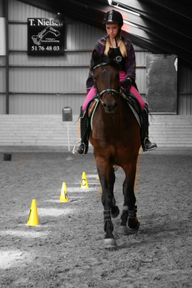 Welsh Partbred (Sec F) Filur billede 1
