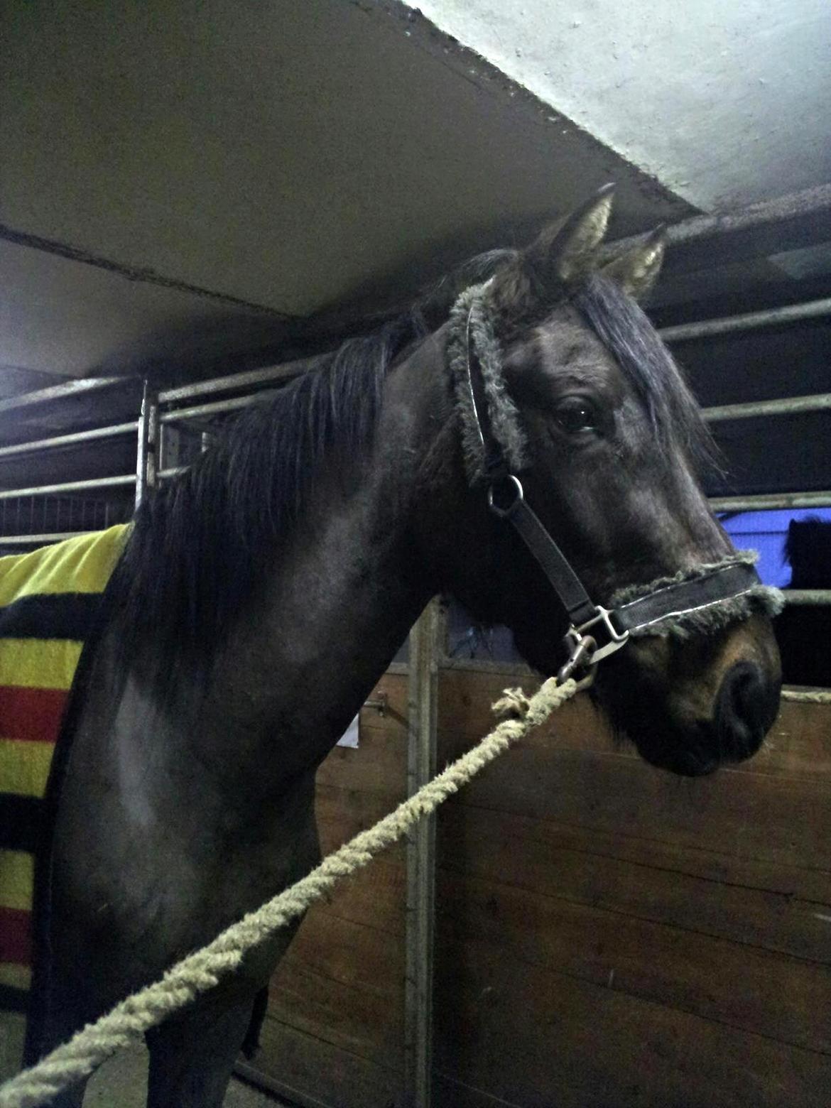 Welsh Partbred (Sec F) Filur billede 6