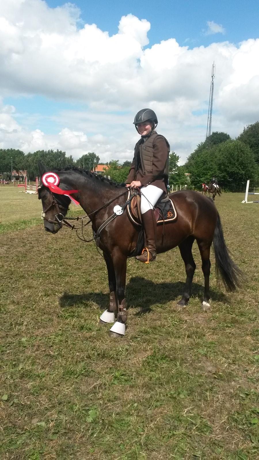 Welsh Partbred (Sec F) Mirain cappuccino *sorte* - hammerum ponyuge 2014 første plads i LB* billede 7