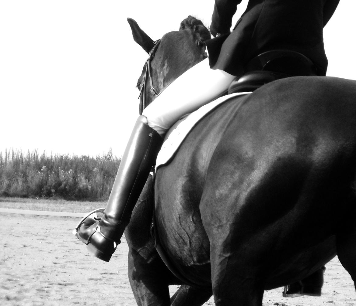 Anden særlig race Chili - Fotograf: Nynne Kordon billede 2