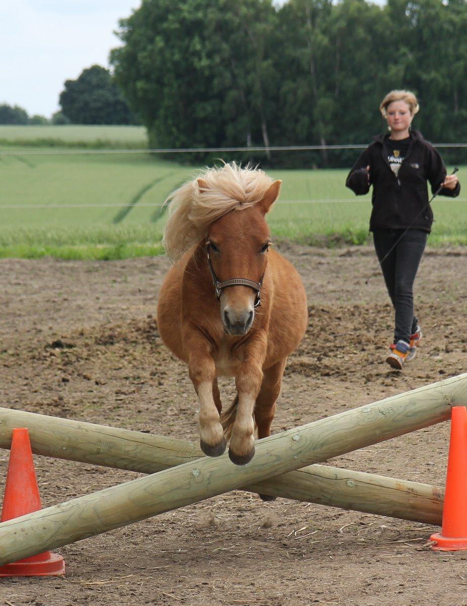 Shetlænder Jack aka. LilleSkid billede 5