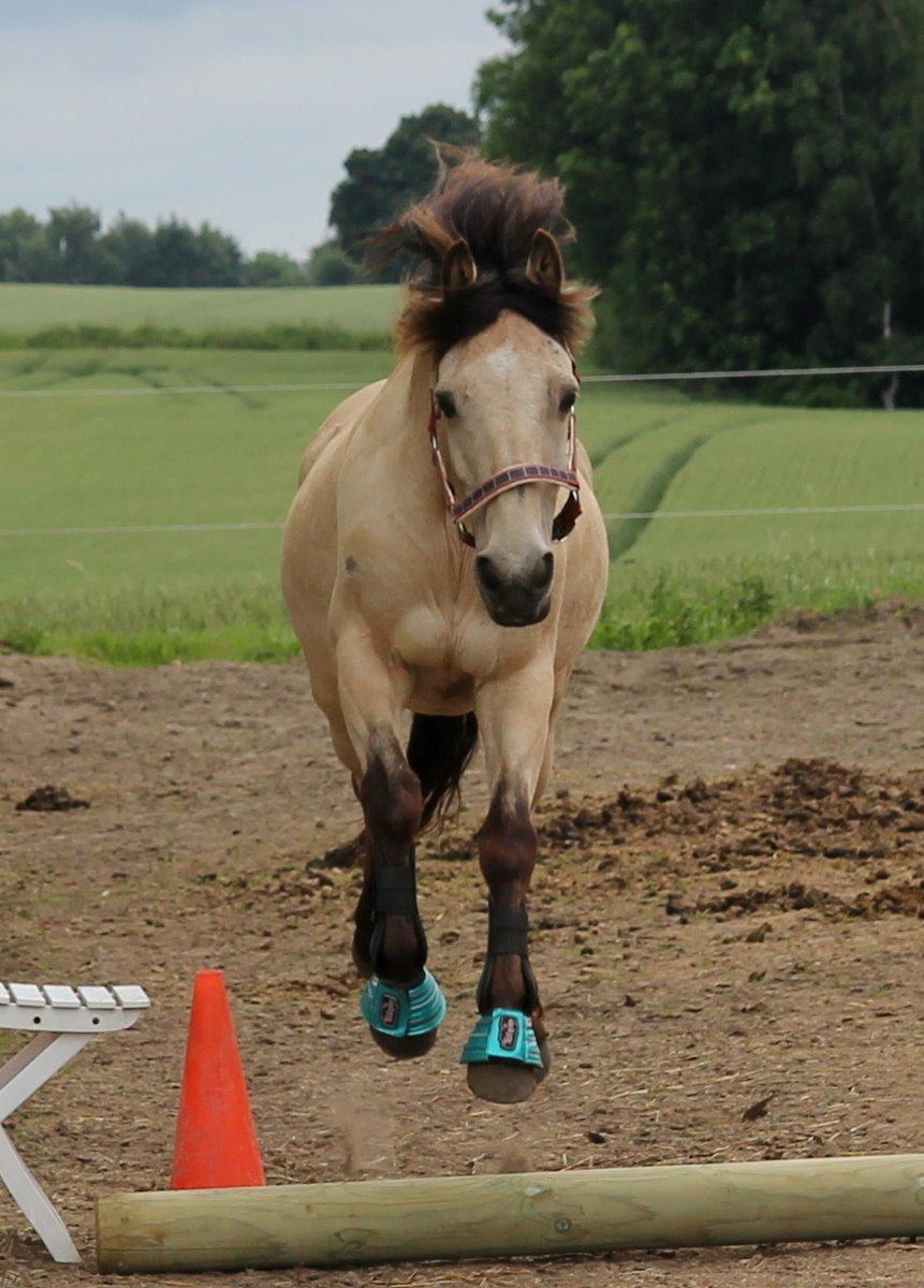 Anden særlig race Chico billede 18