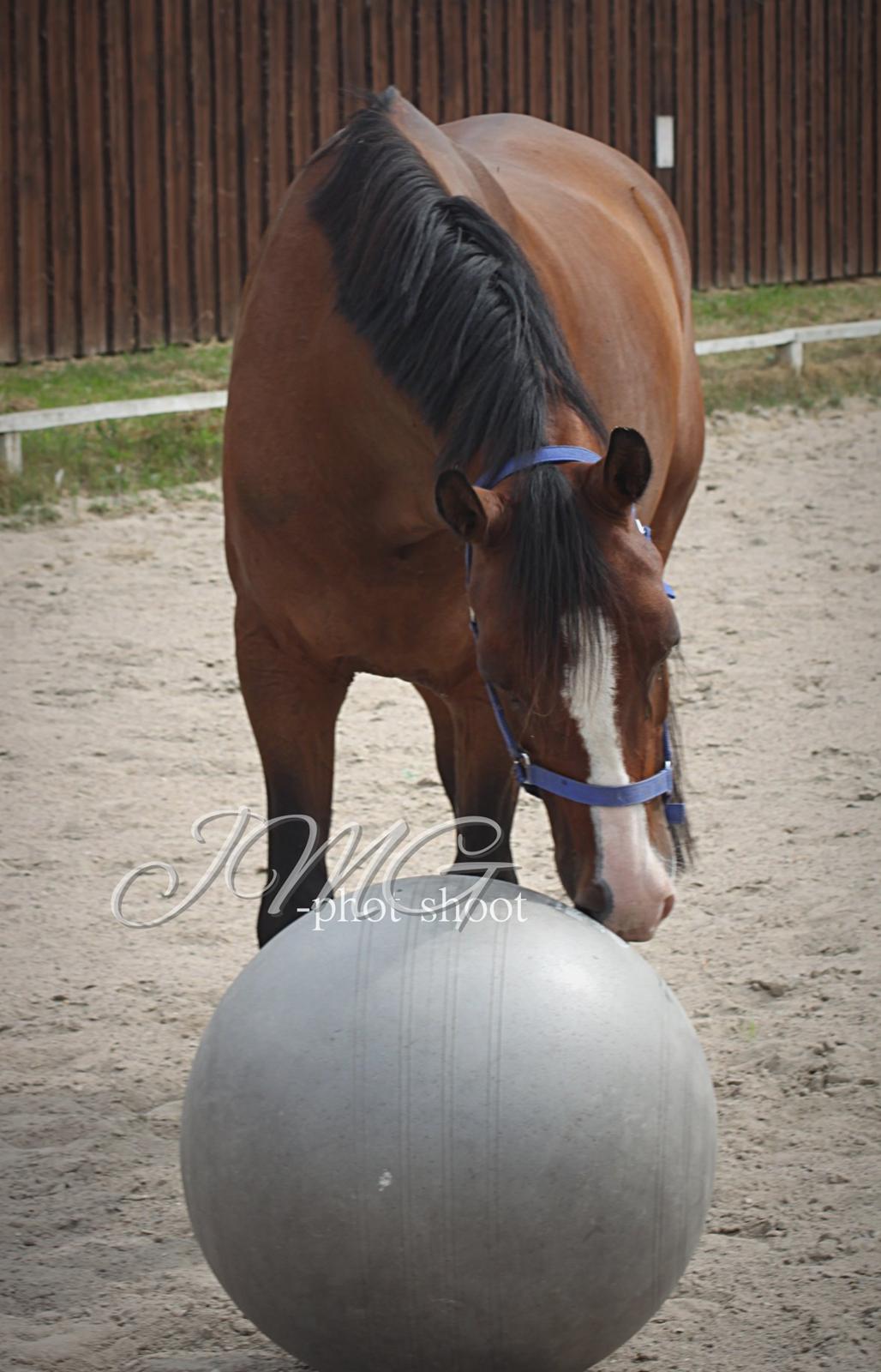 Anden særlig race Pedro El Valentino [Pede] - Nyt legetøj! :D foto: mig selv billede 19