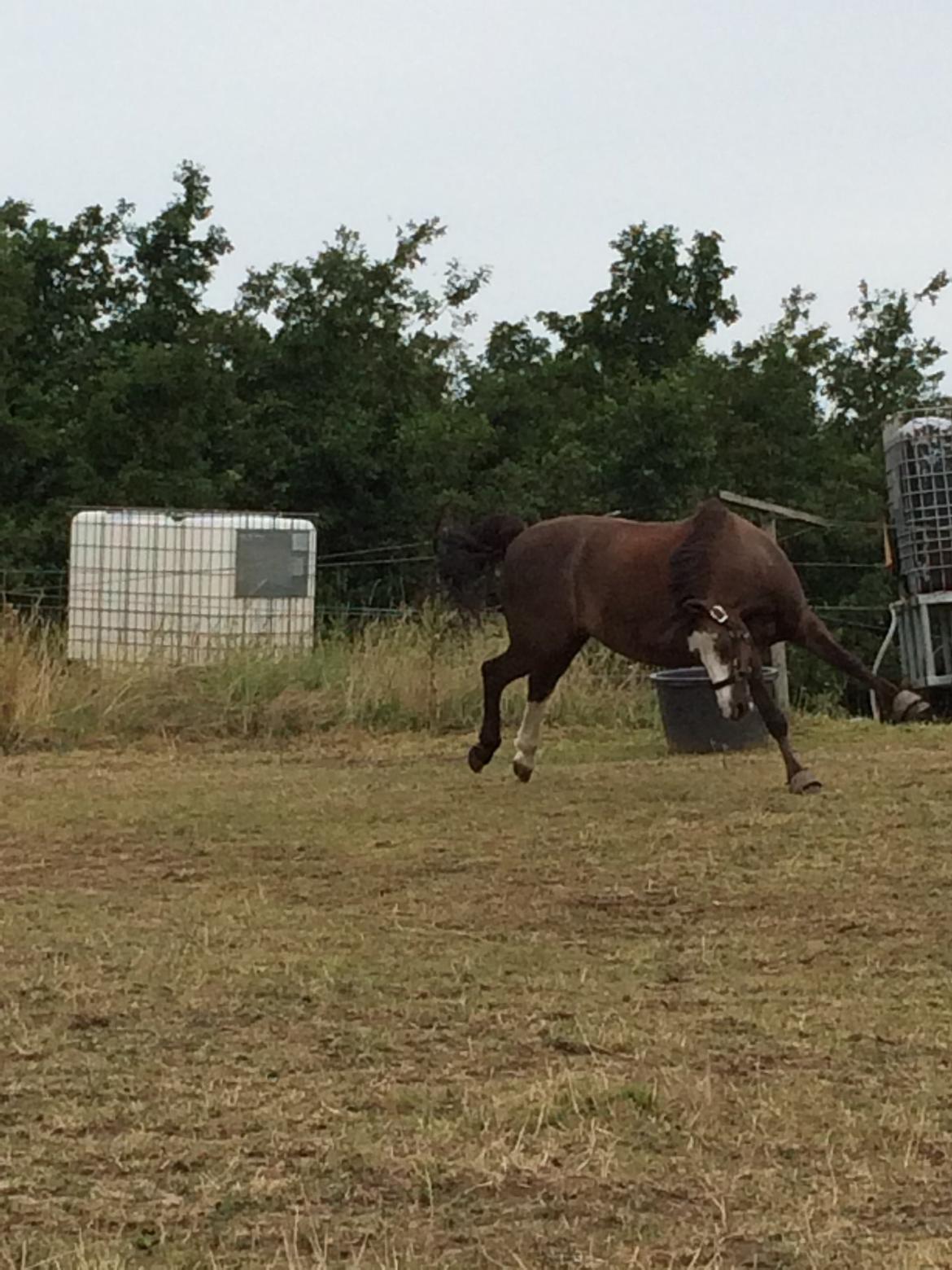 Welsh Mountain (sec A) A-PONY Skjaldsbjergs Skywalker billede 20