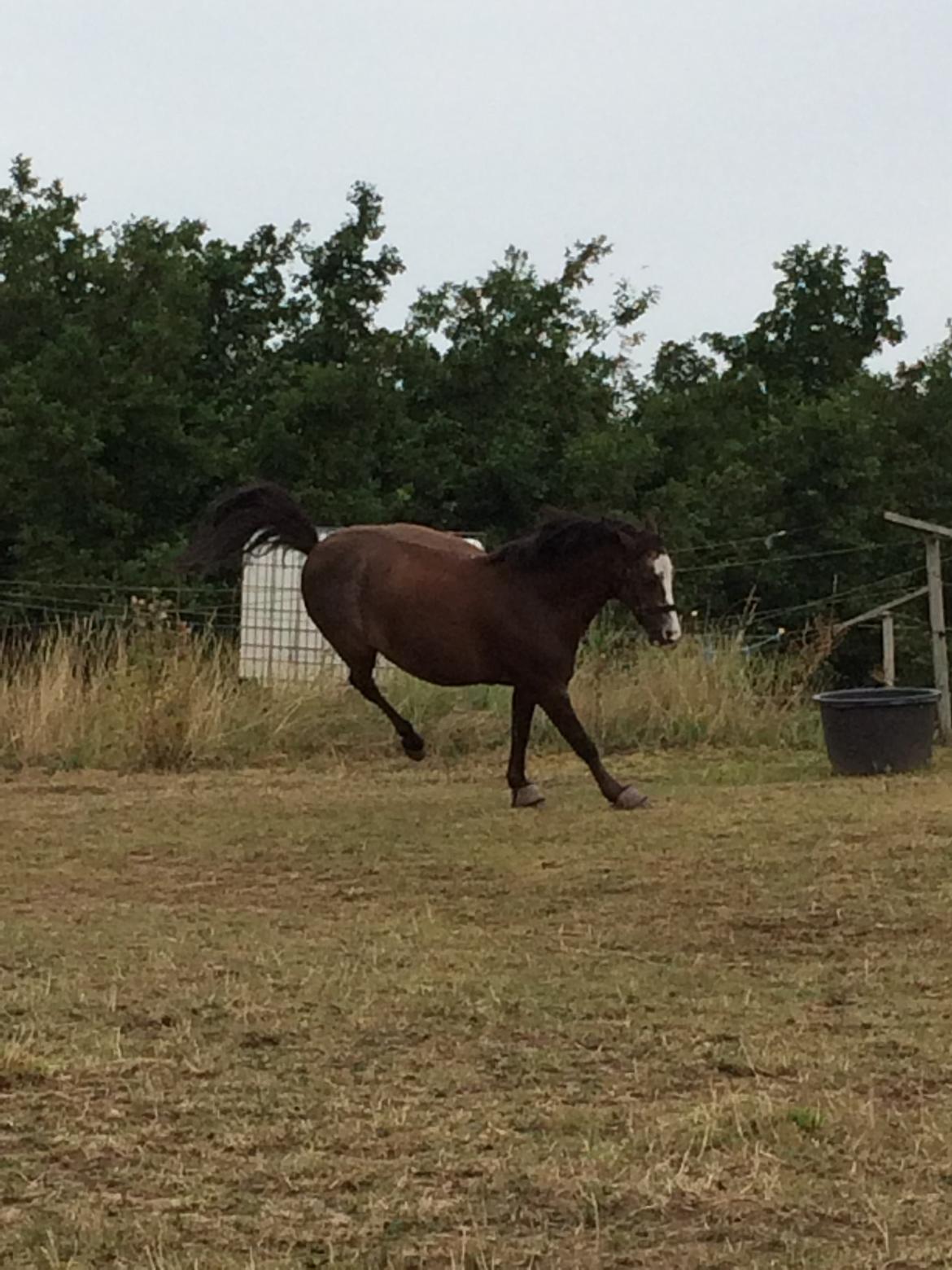 Welsh Mountain (sec A) A-PONY Skjaldsbjergs Skywalker billede 21