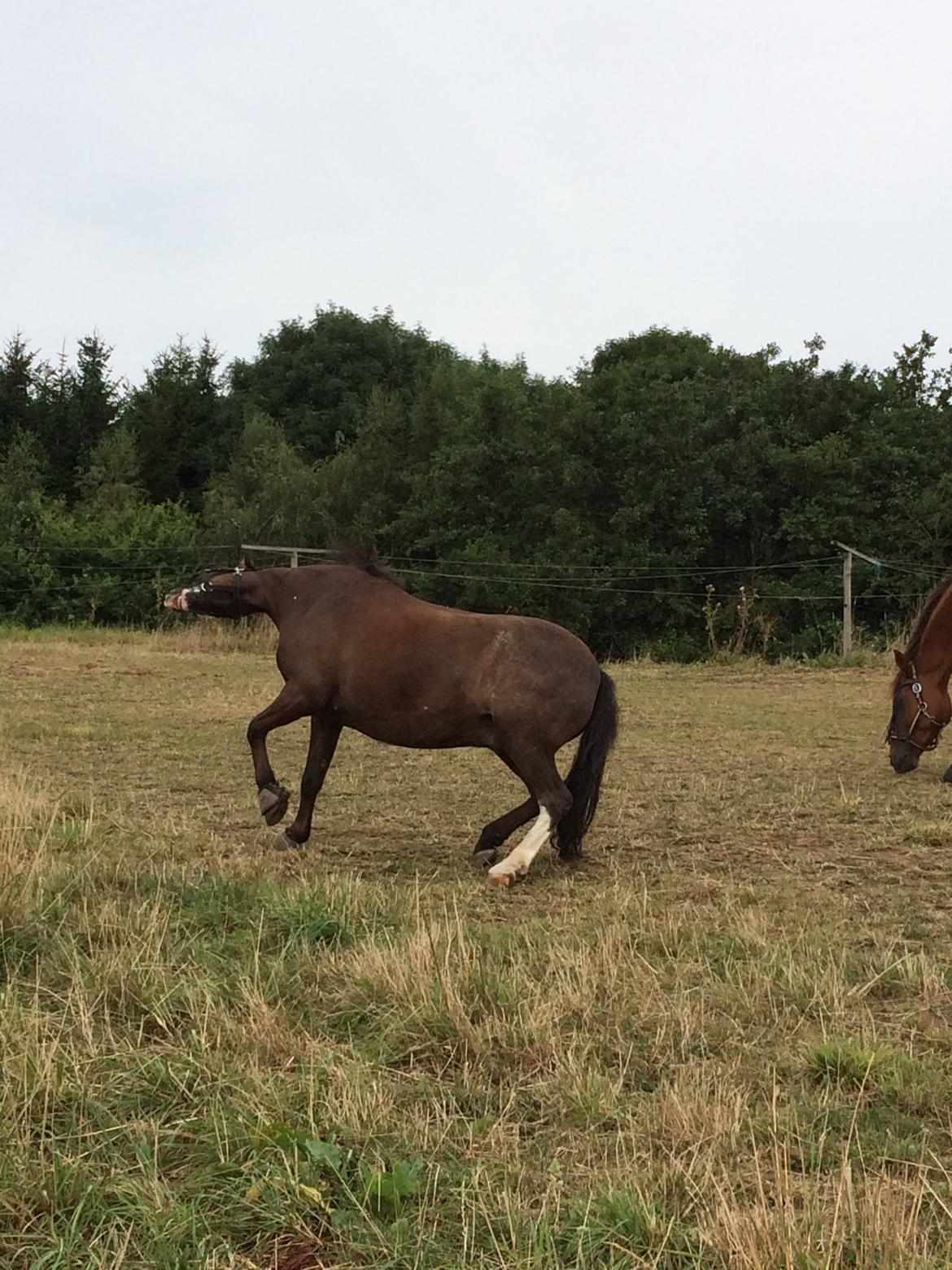 Welsh Mountain (sec A) A-PONY Skjaldsbjergs Skywalker billede 23