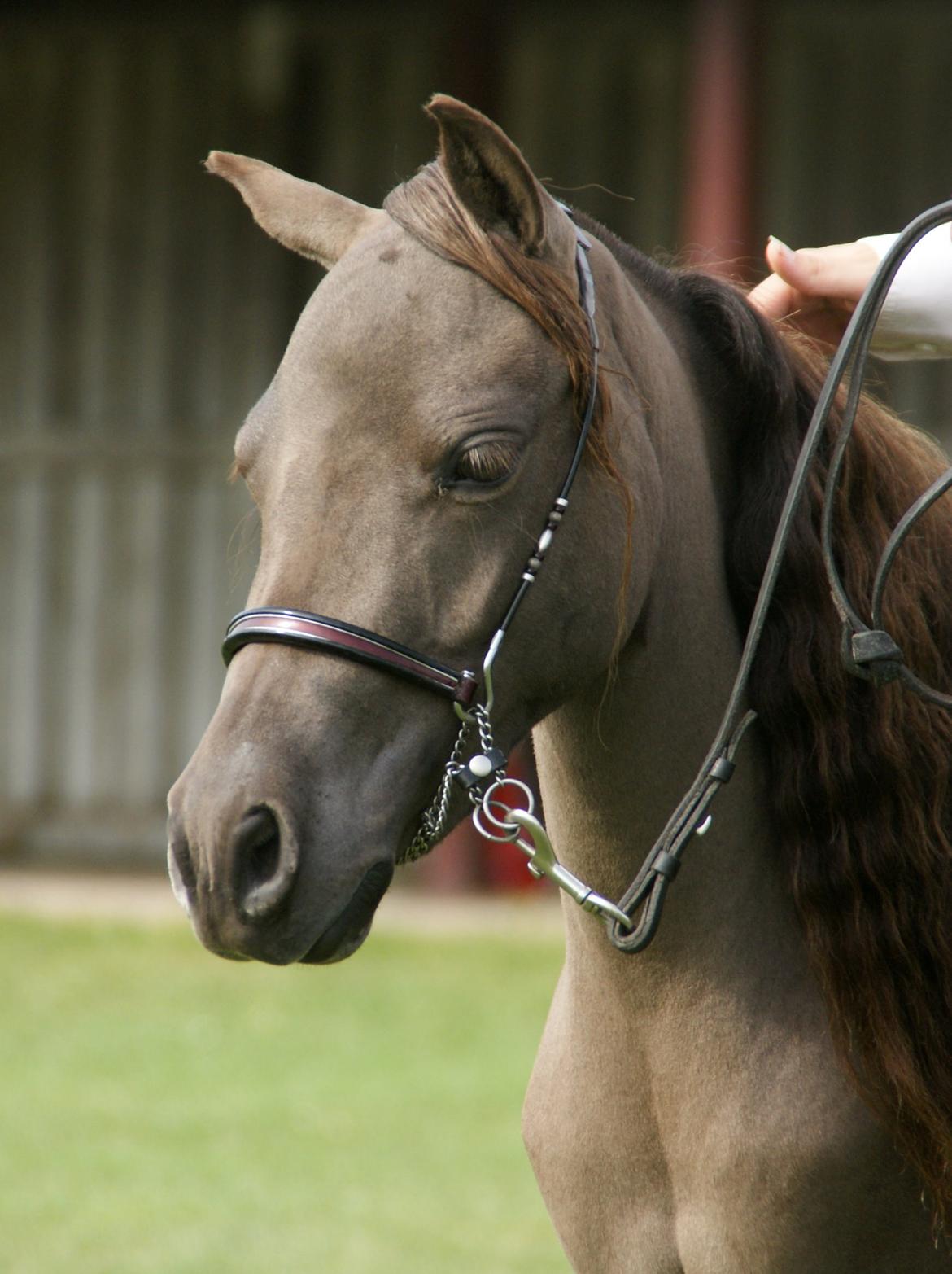 Dansk Miniature RKG Designs Delicious Diamond - Smukkeste Diamant - 2014 MHCE Danish International Open.  billede 1