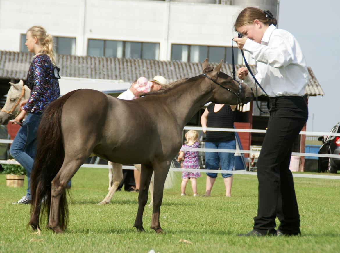 Dansk Miniature RKG Designs Delicious Diamond - Diamond i Novice klassen med Sara Bomholdt - nr. 4. MHCE 2014 billede 16