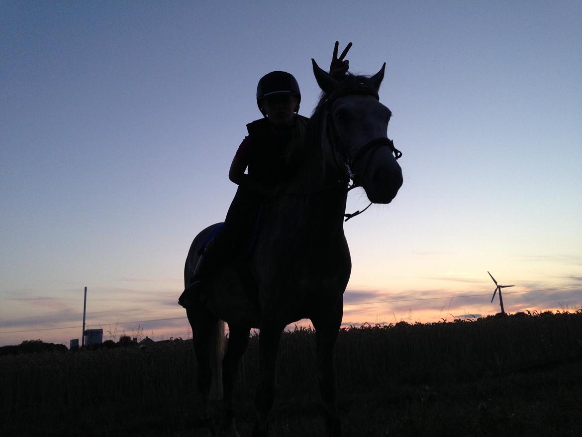 New Forest | Cavallino | - Min kærlighed ;')) billede 2