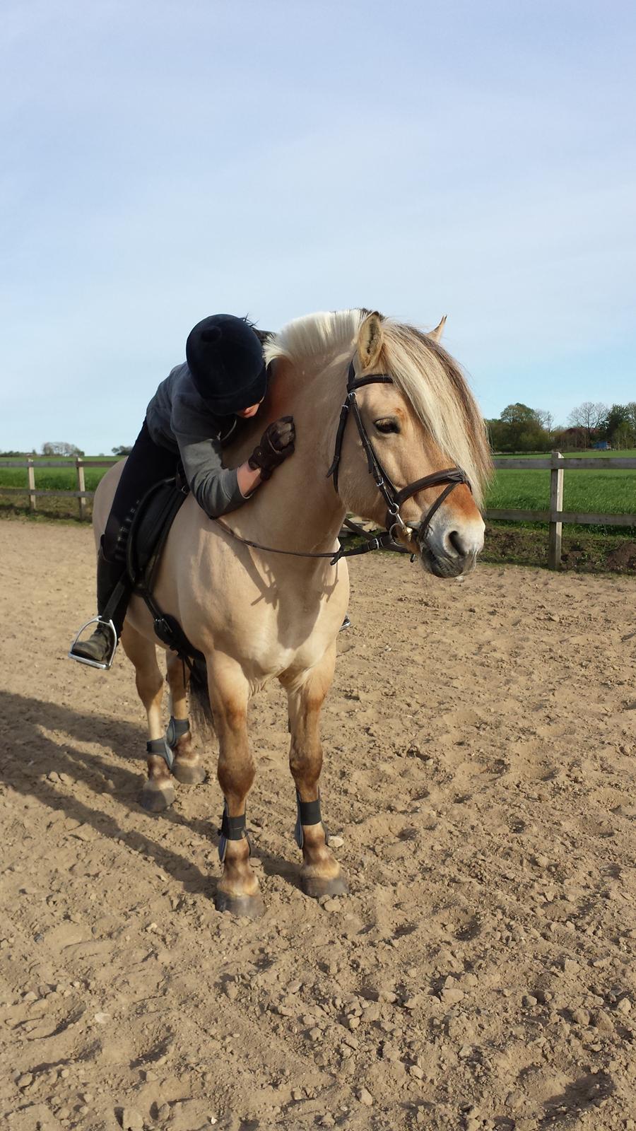 Fjordhest Mosegårdens Splint ELITE AVLSHINGST EFJH 729 - Elsker den hest! Han er en ener billede 15