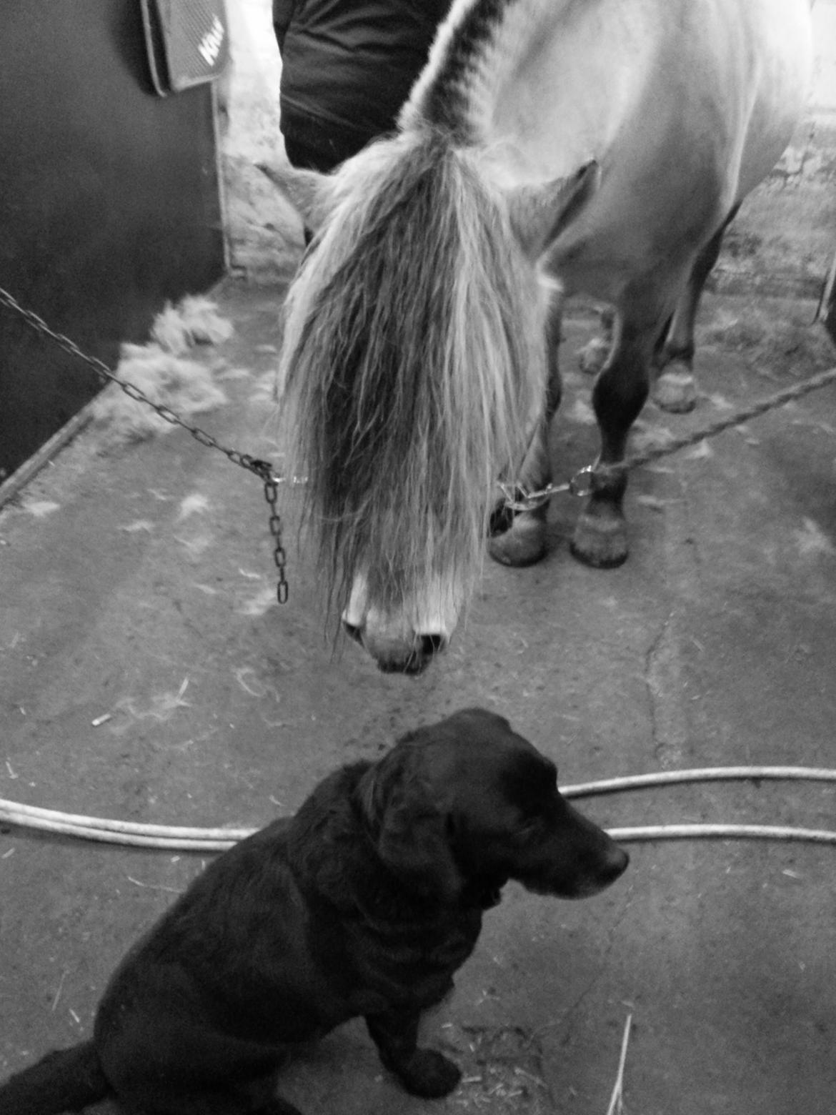 Fjordhest Mosegårdens Splint ELITE AVLSHINGST EFJH 729 - Splint synes hunden er sød! billede 18