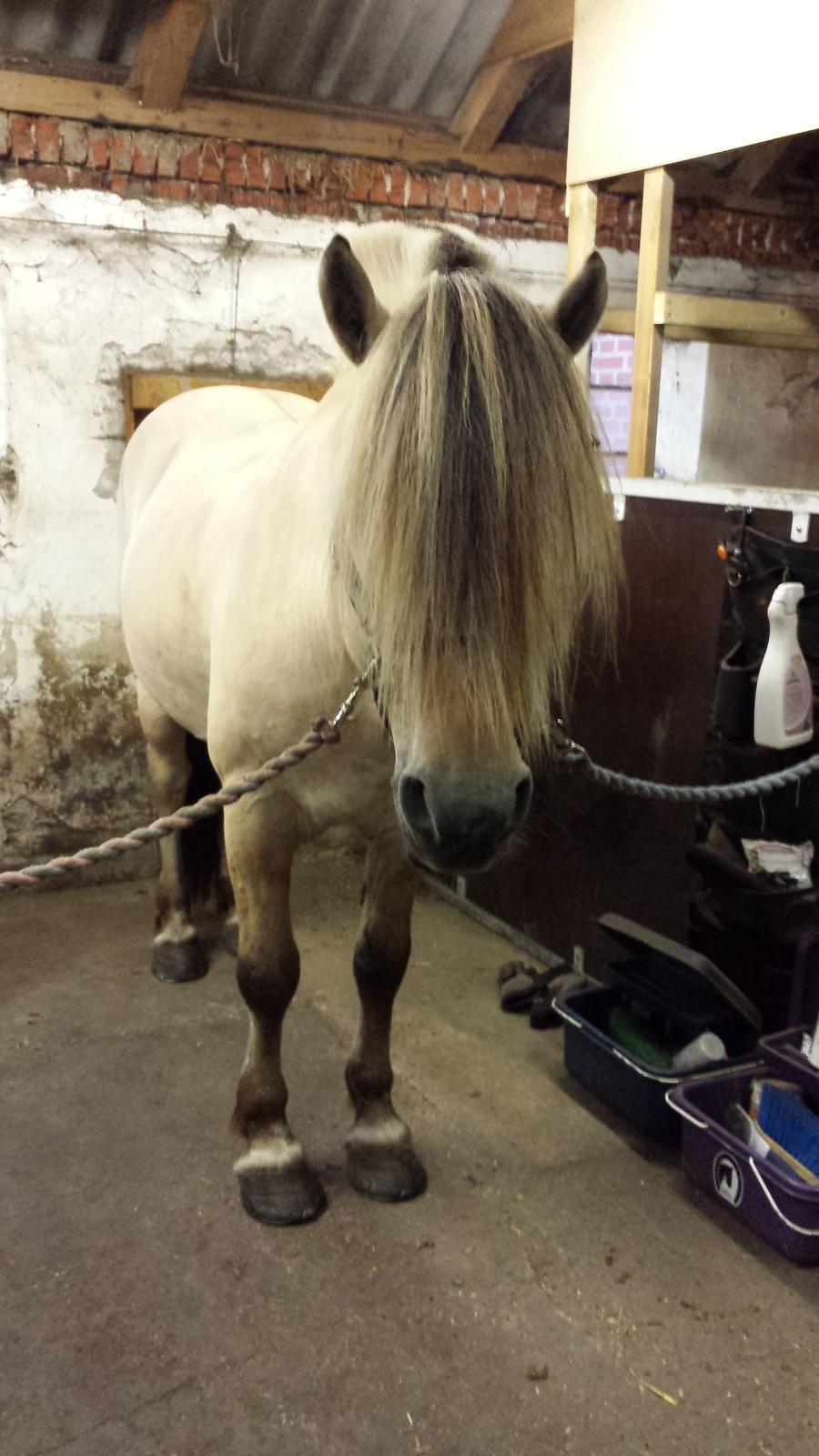 Fjordhest Mosegårdens Splint ELITE AVLSHINGST EFJH 729 - Jeg elsker at bruge mine lørdag aftner på dette! billede 17