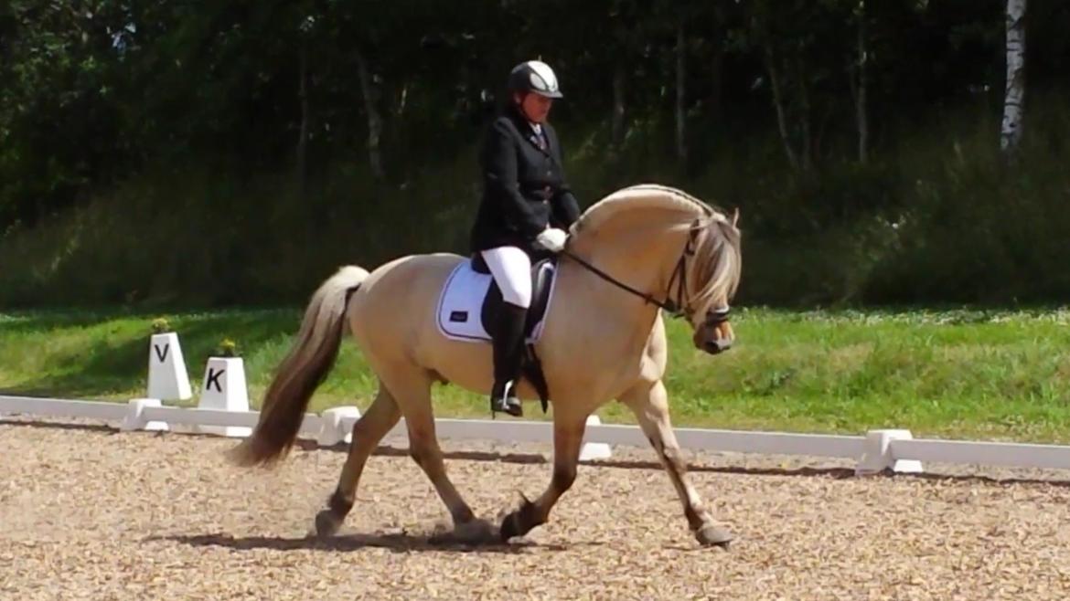 Fjordhest Mosegårdens Splint ELITE AVLSHINGST EFJH 729 - Marianne og Splint dressur billede 27