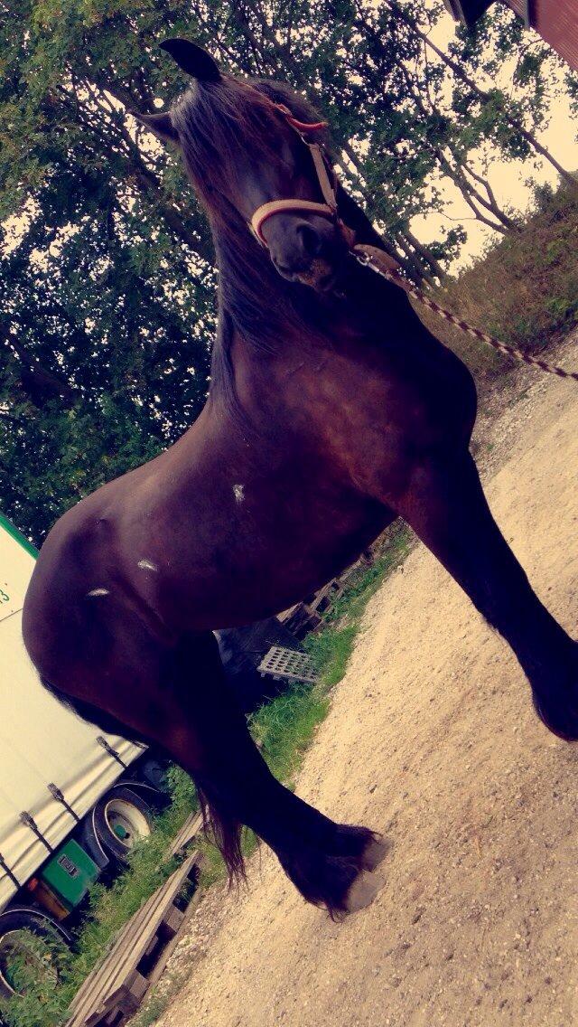 Frieser Rhiannon billede 1