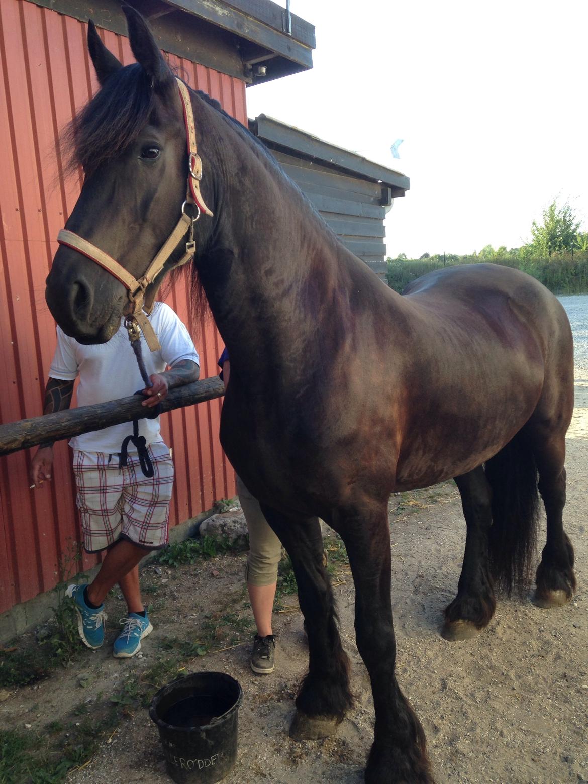 Frieser Rhiannon billede 2