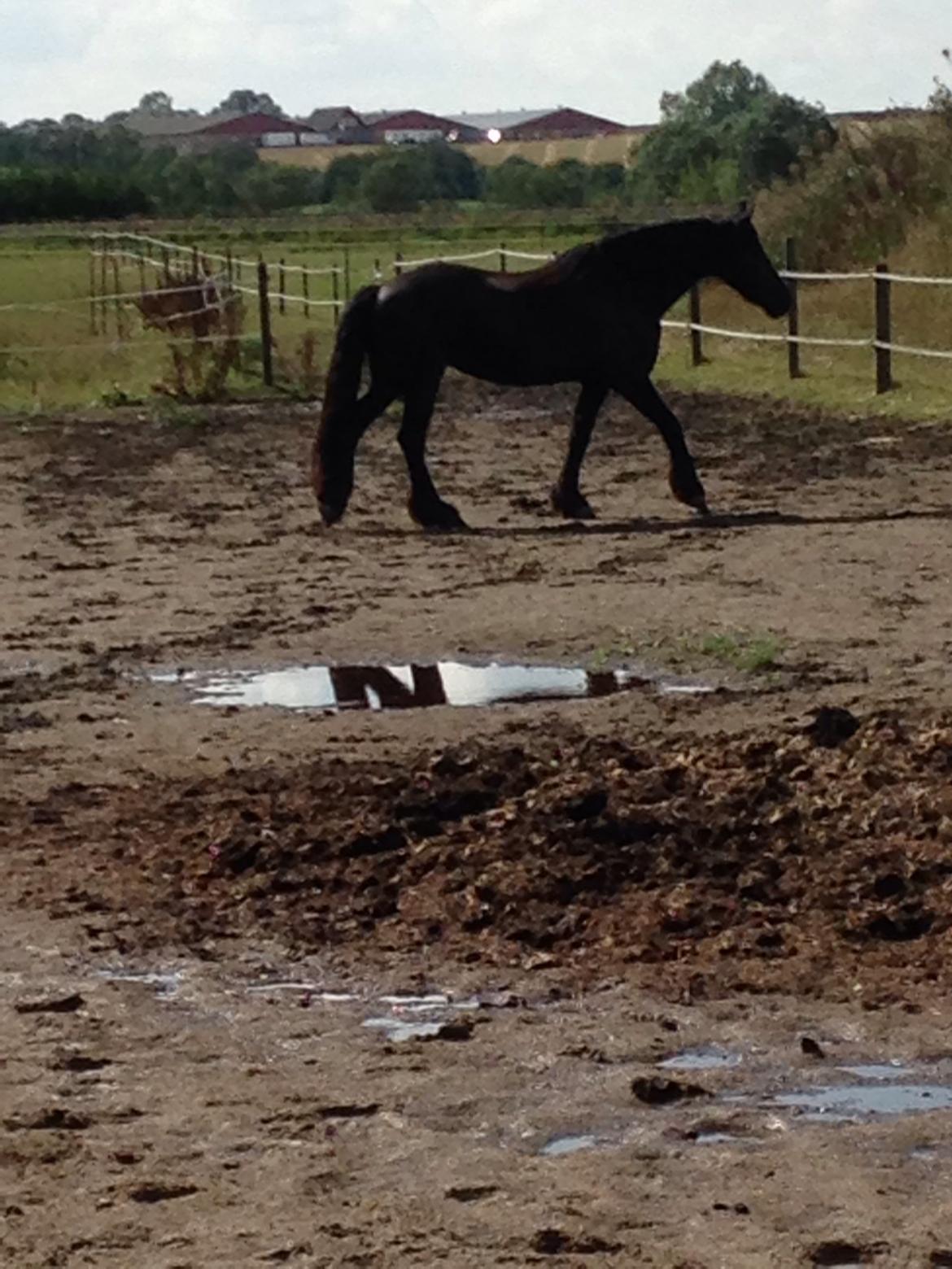 Frieser Rhiannon billede 7