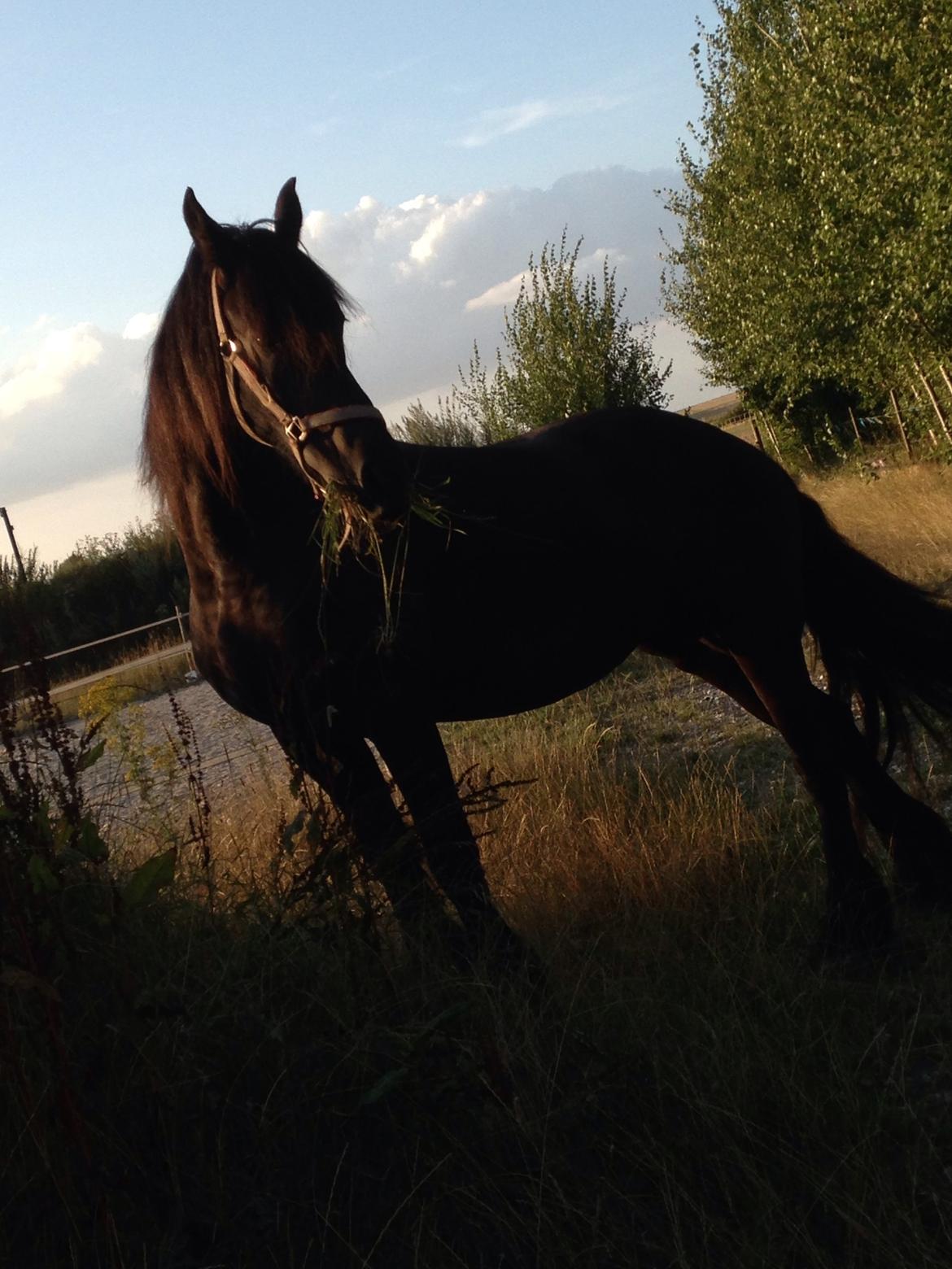 Frieser Rhiannon billede 9