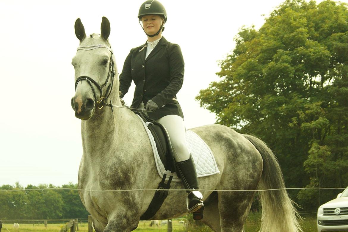 Dansk Varmblod Voldbygaards Cortus - Colle som dressur hest :-D billede 17