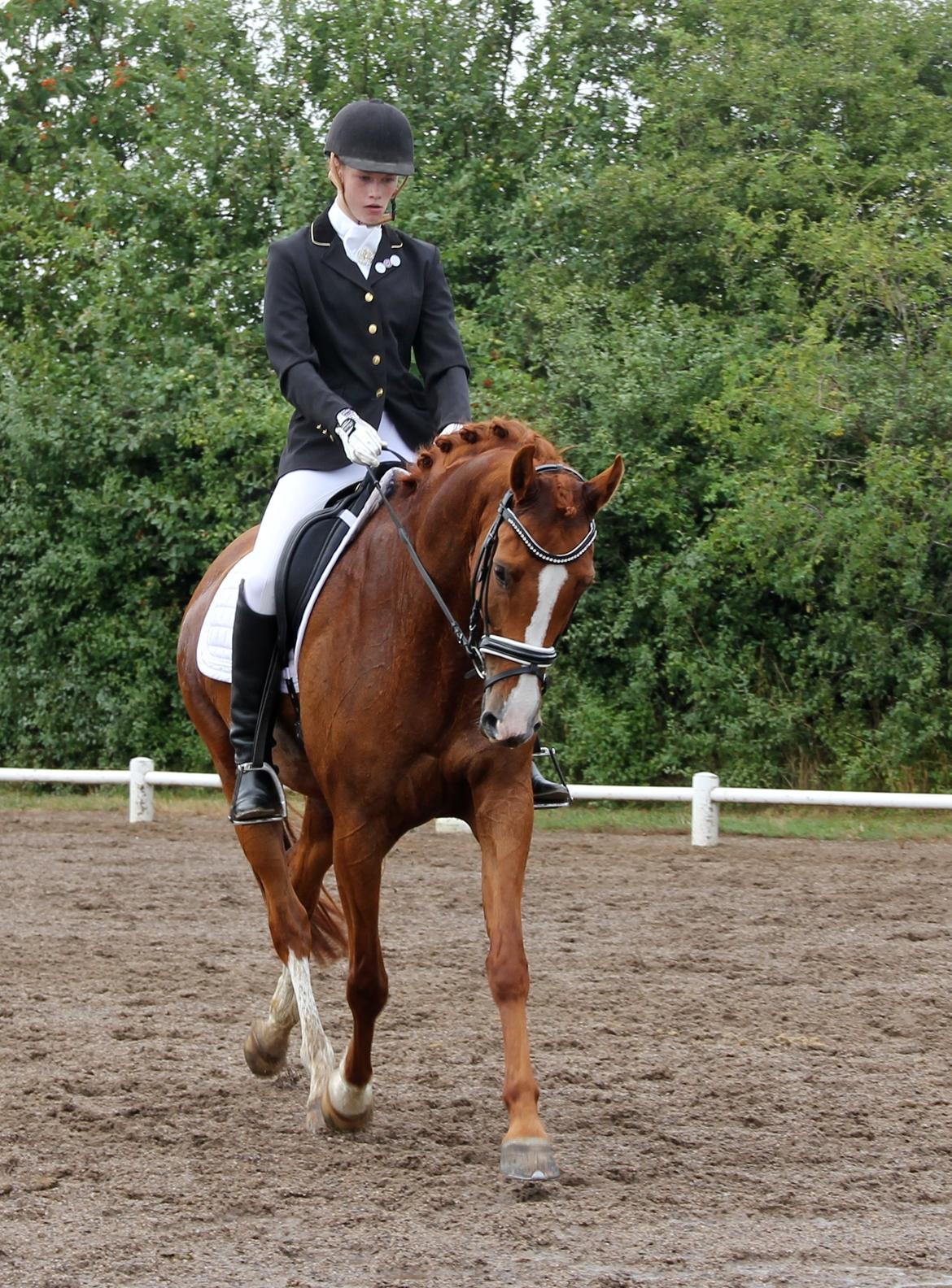 Dansk Varmblod Tanholms Hennes - NOA Klubmesterskab 3/8-2014 billede 5