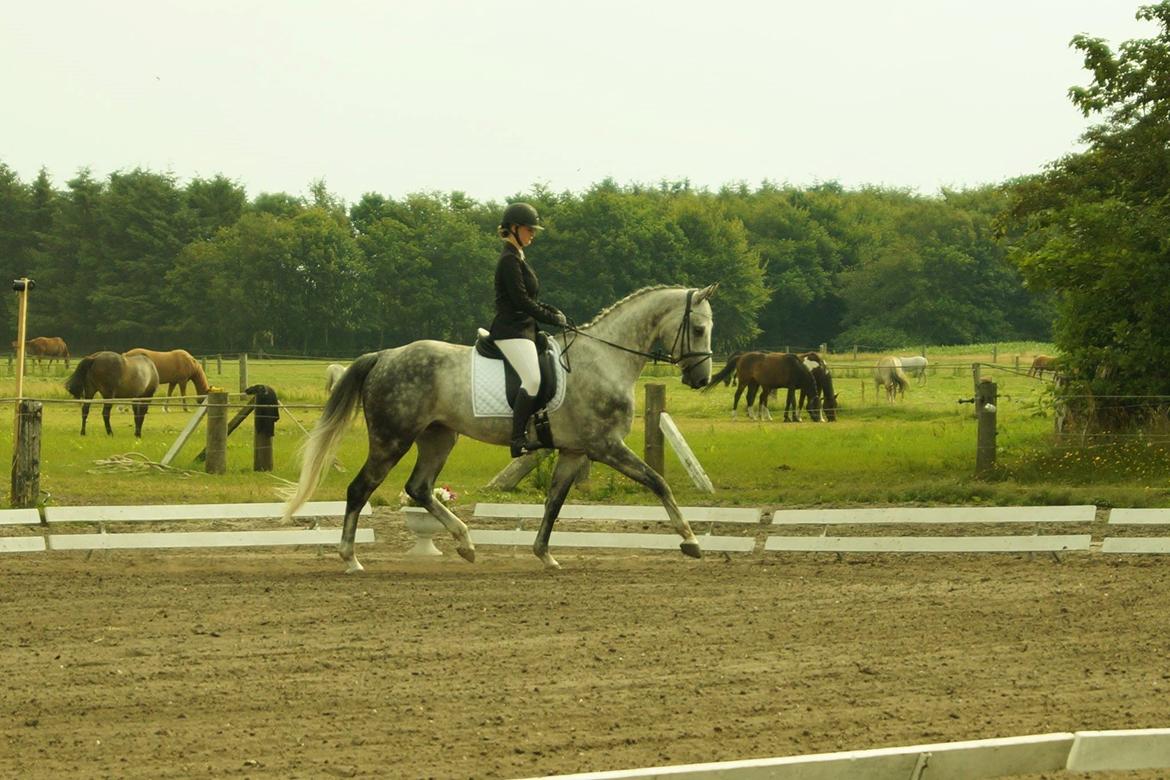 Dansk Varmblod Voldbygaards Cortus billede 18