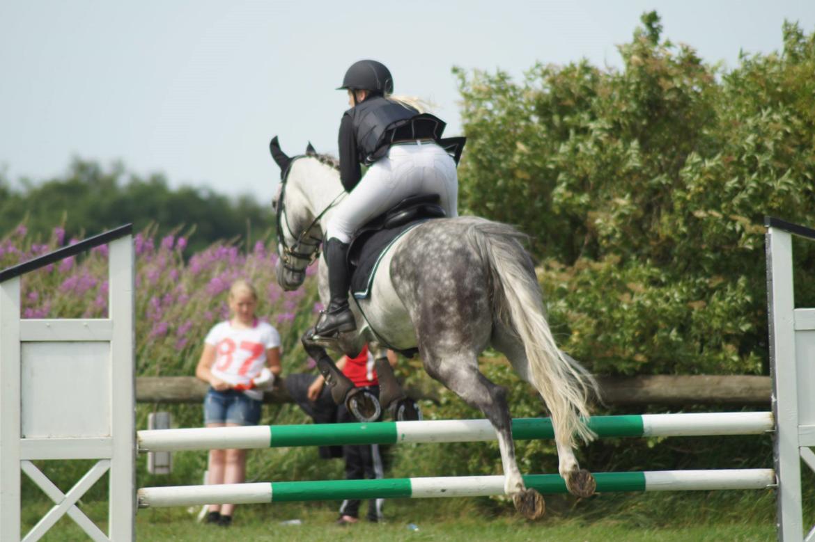 Dansk Varmblod Voldbygaards Cortus billede 19