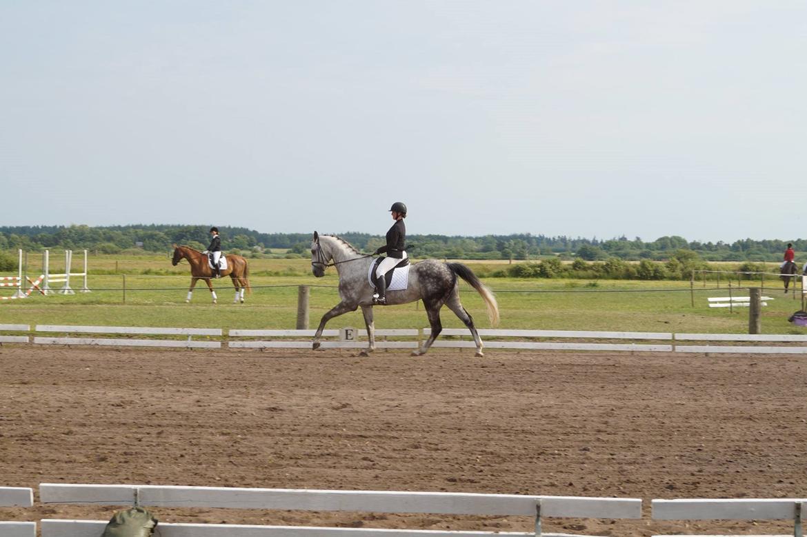 Dansk Varmblod Voldbygaards Cortus billede 20
