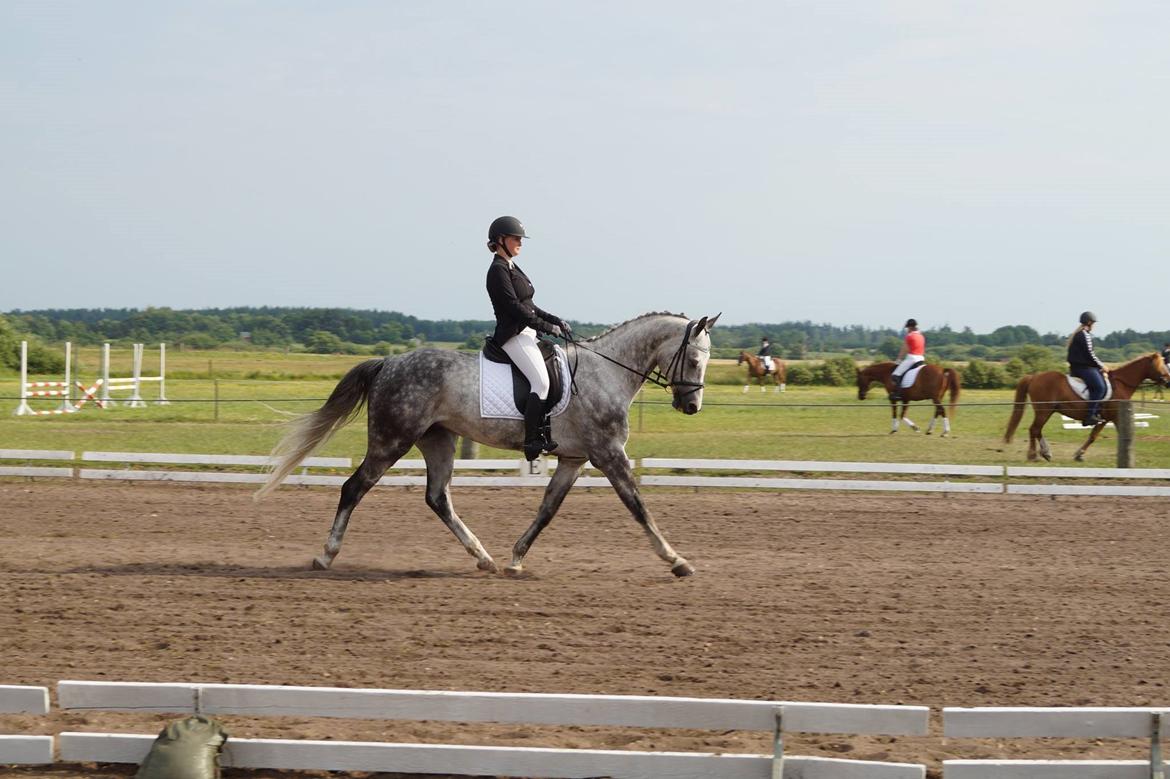 Dansk Varmblod Voldbygaards Cortus billede 22