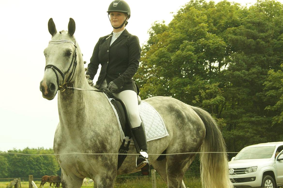 Dansk Varmblod Voldbygaards Cortus billede 24