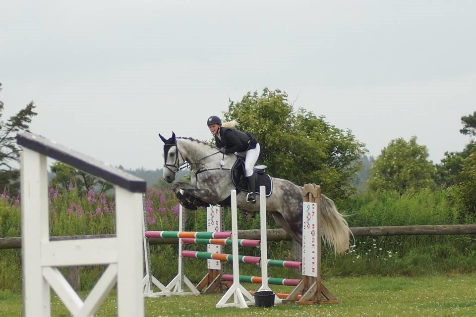 Dansk Varmblod Voldbygaards Cortus billede 25