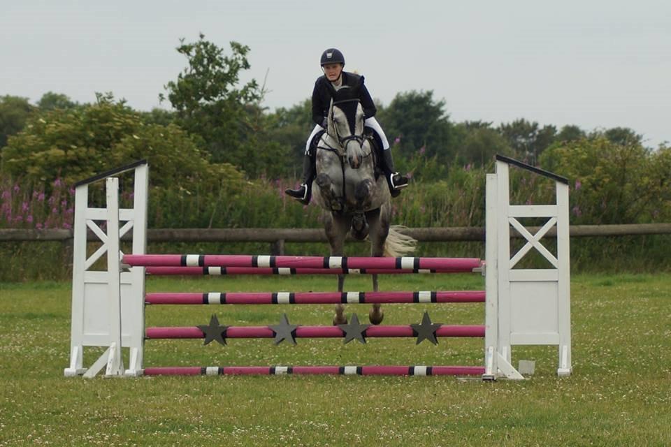 Dansk Varmblod Voldbygaards Cortus billede 26