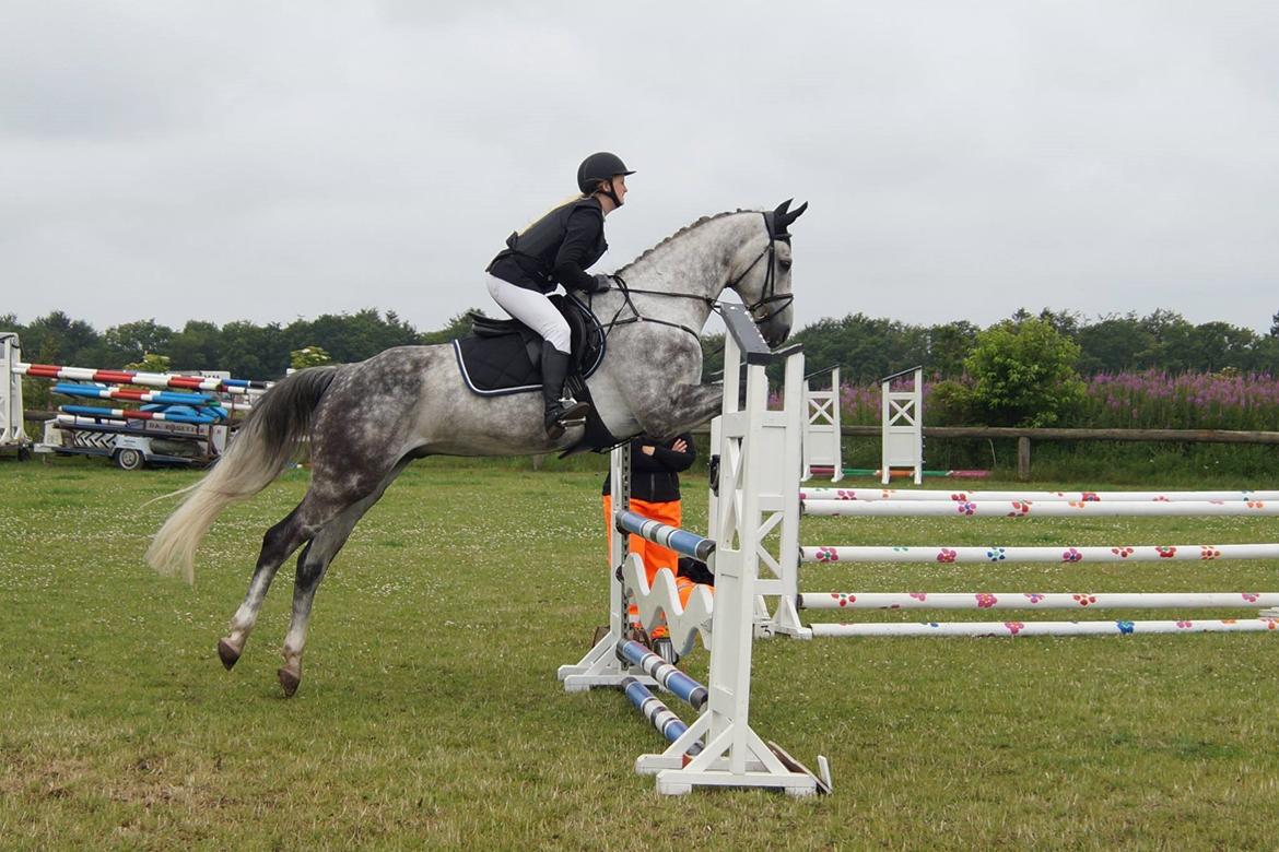 Dansk Varmblod Voldbygaards Cortus billede 27