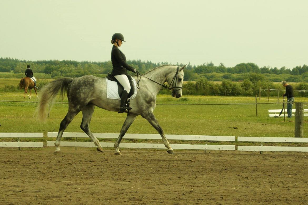 Dansk Varmblod Voldbygaards Cortus billede 23