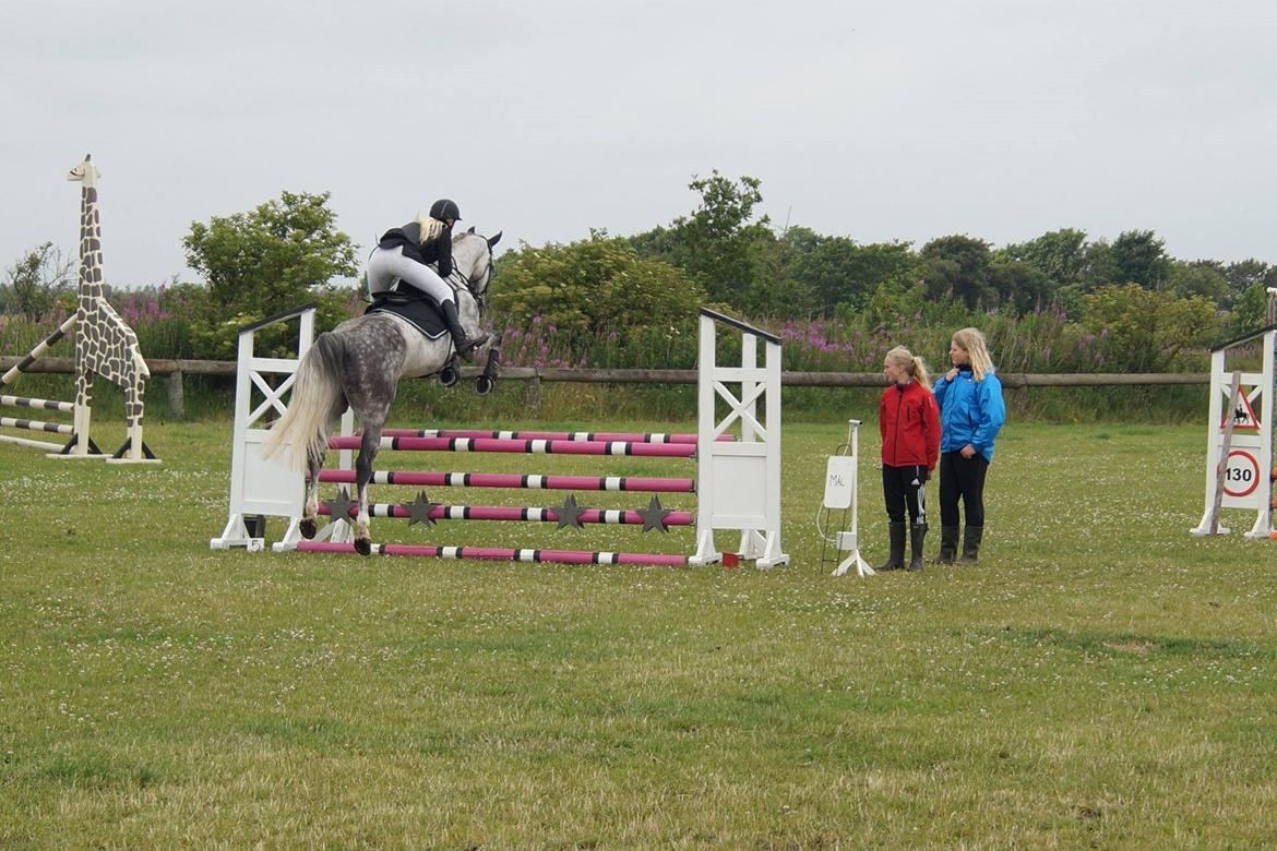 Dansk Varmblod Voldbygaards Cortus billede 29