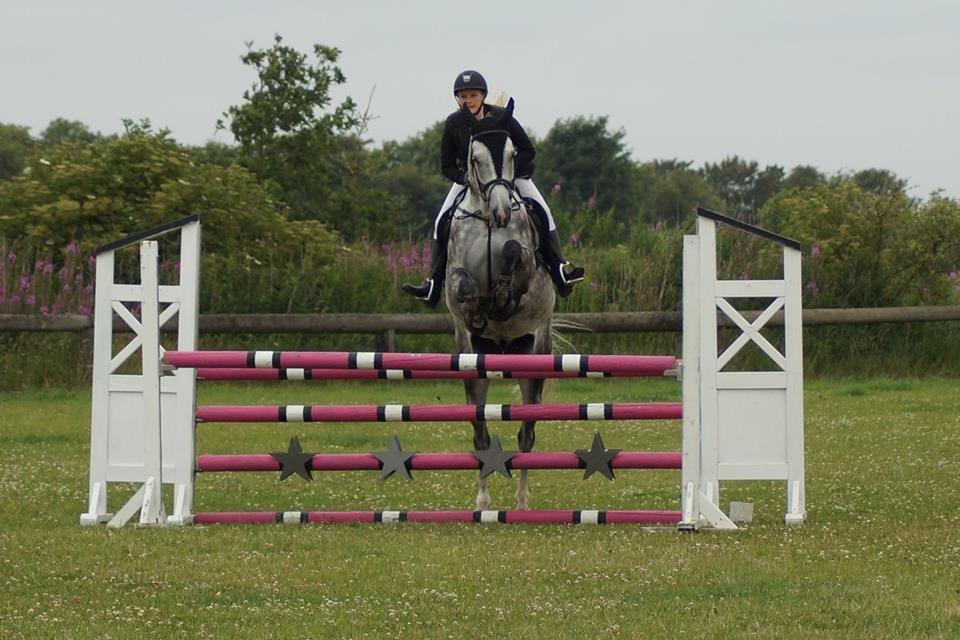 Dansk Varmblod Voldbygaards Cortus billede 28