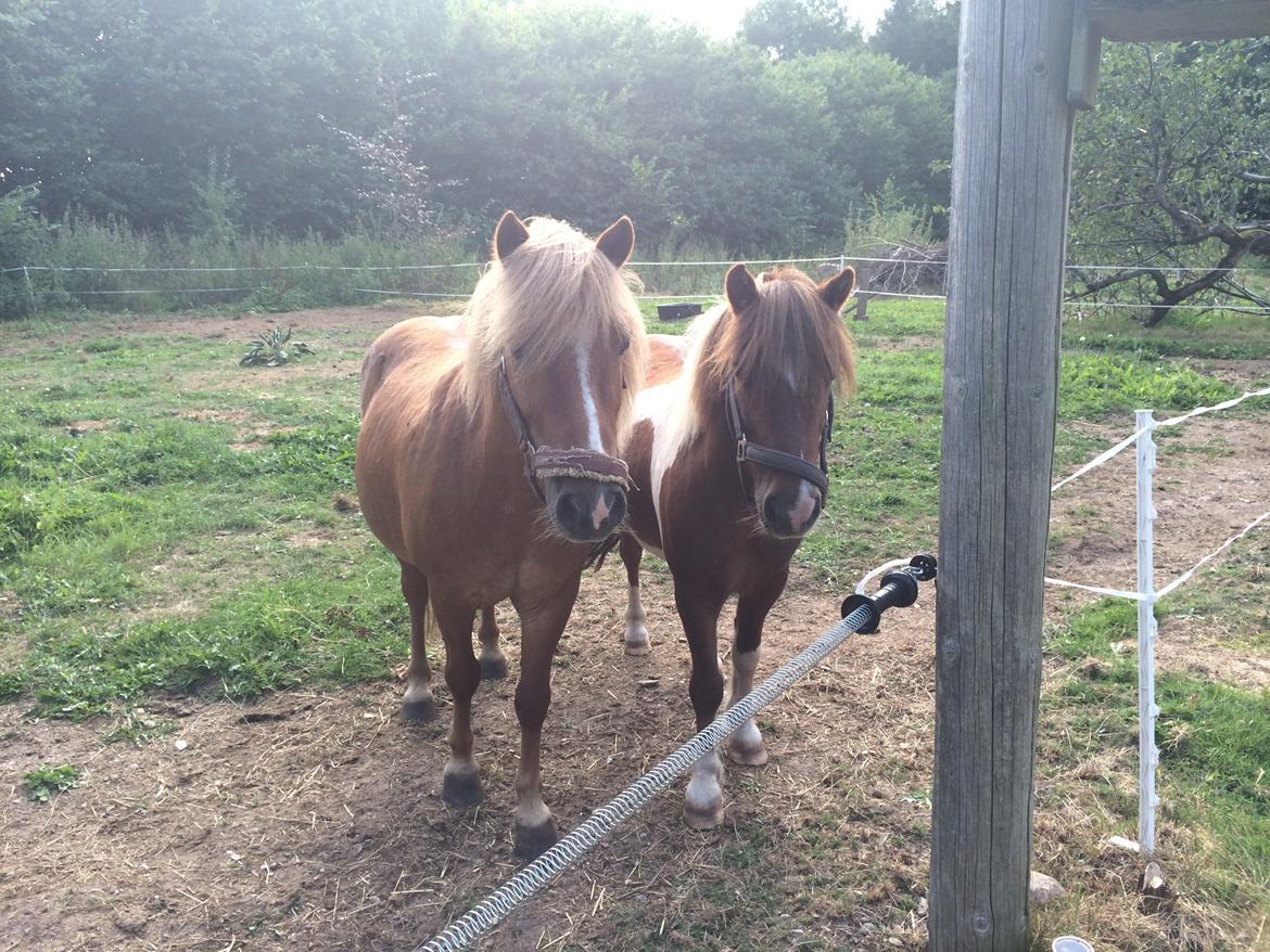 Anden særlig race Dalagers Felix billede 2