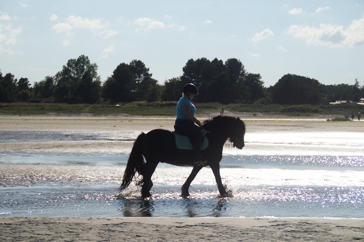 Irish Cob Himmelhest  Zafir billede 1