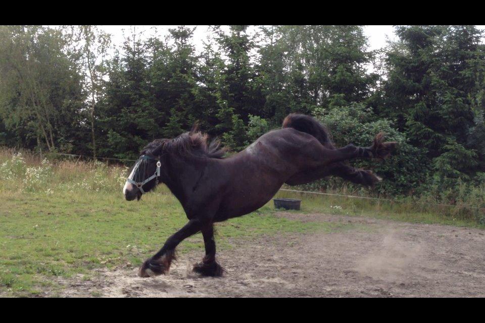 Irish Cob Zafir billede 19