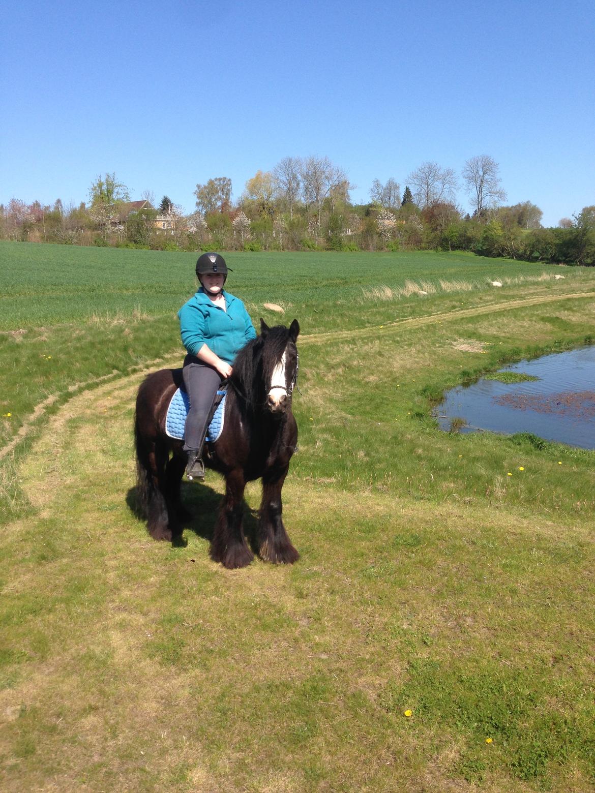 Irish Cob Zafir billede 20