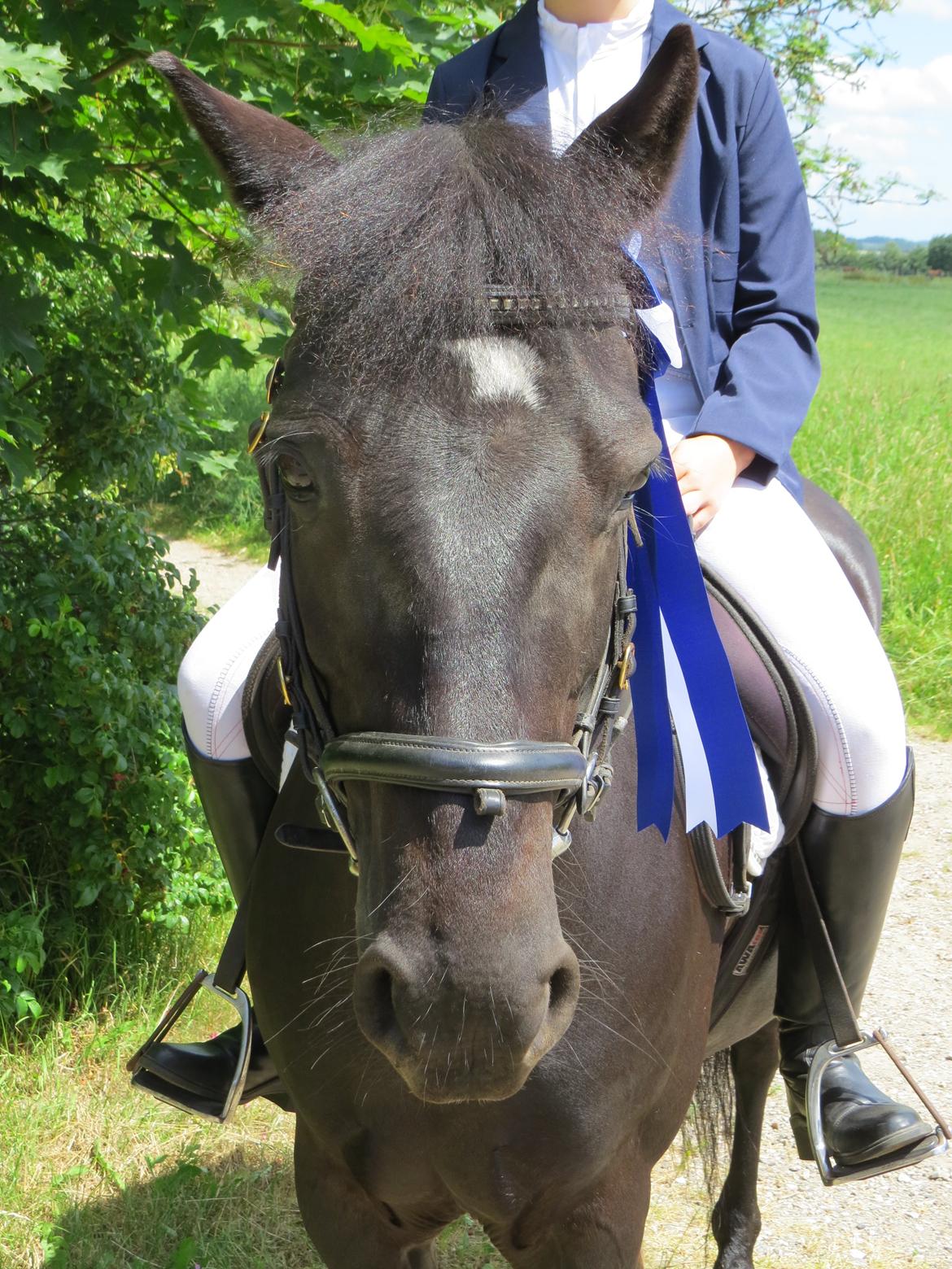 Svensk Sportspony  Anden særlig race Black Lady (Min part) billede 3