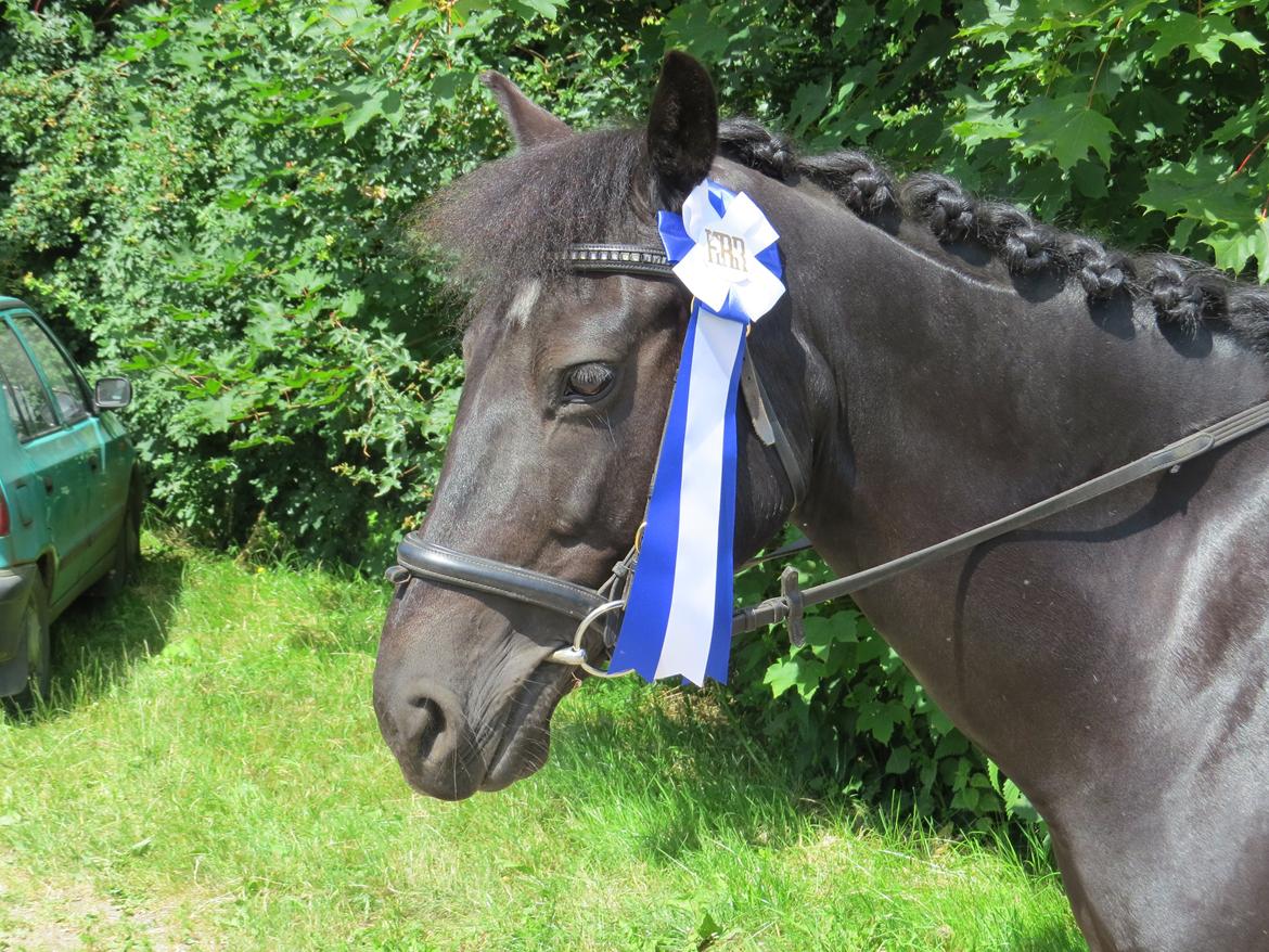 Svensk Sportspony  Anden særlig race Black Lady (Min part) billede 4