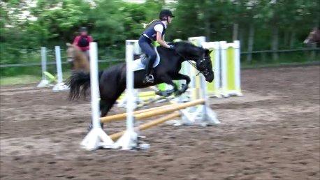 Svensk Sportspony  Anden særlig race Black Lady (Min part) billede 1