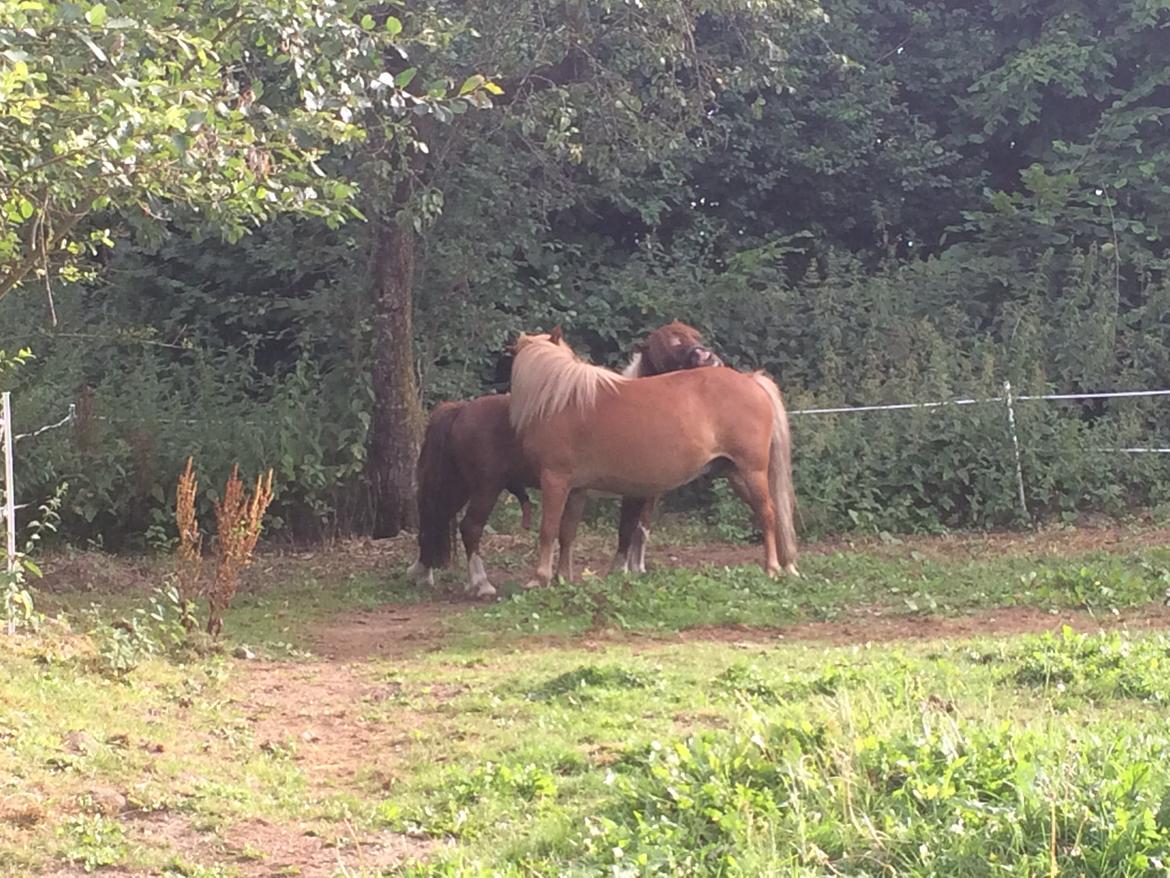 Anden særlig race Dalagers Felix billede 3