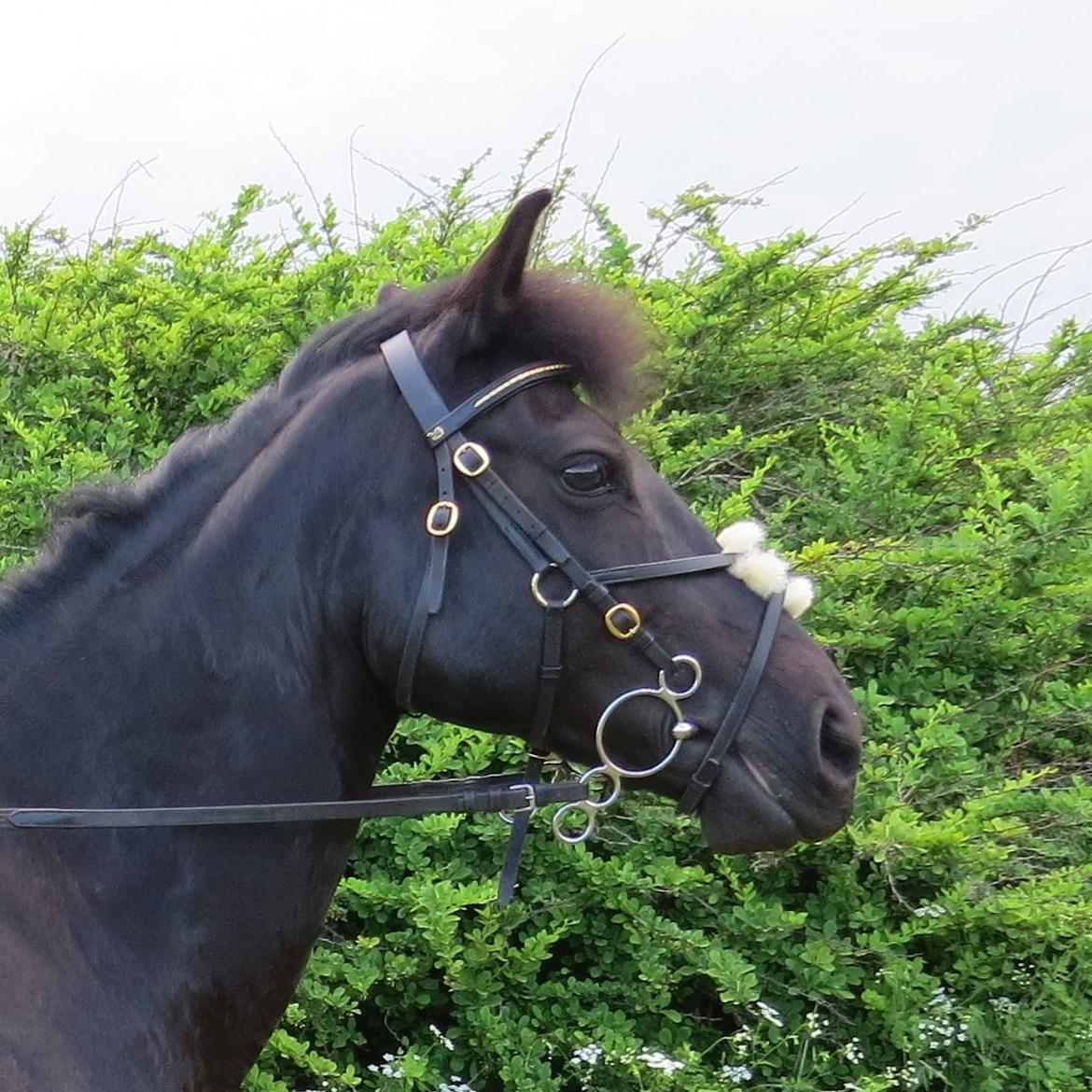 Svensk Sportspony  Anden særlig race Black Lady (Min part) billede 6