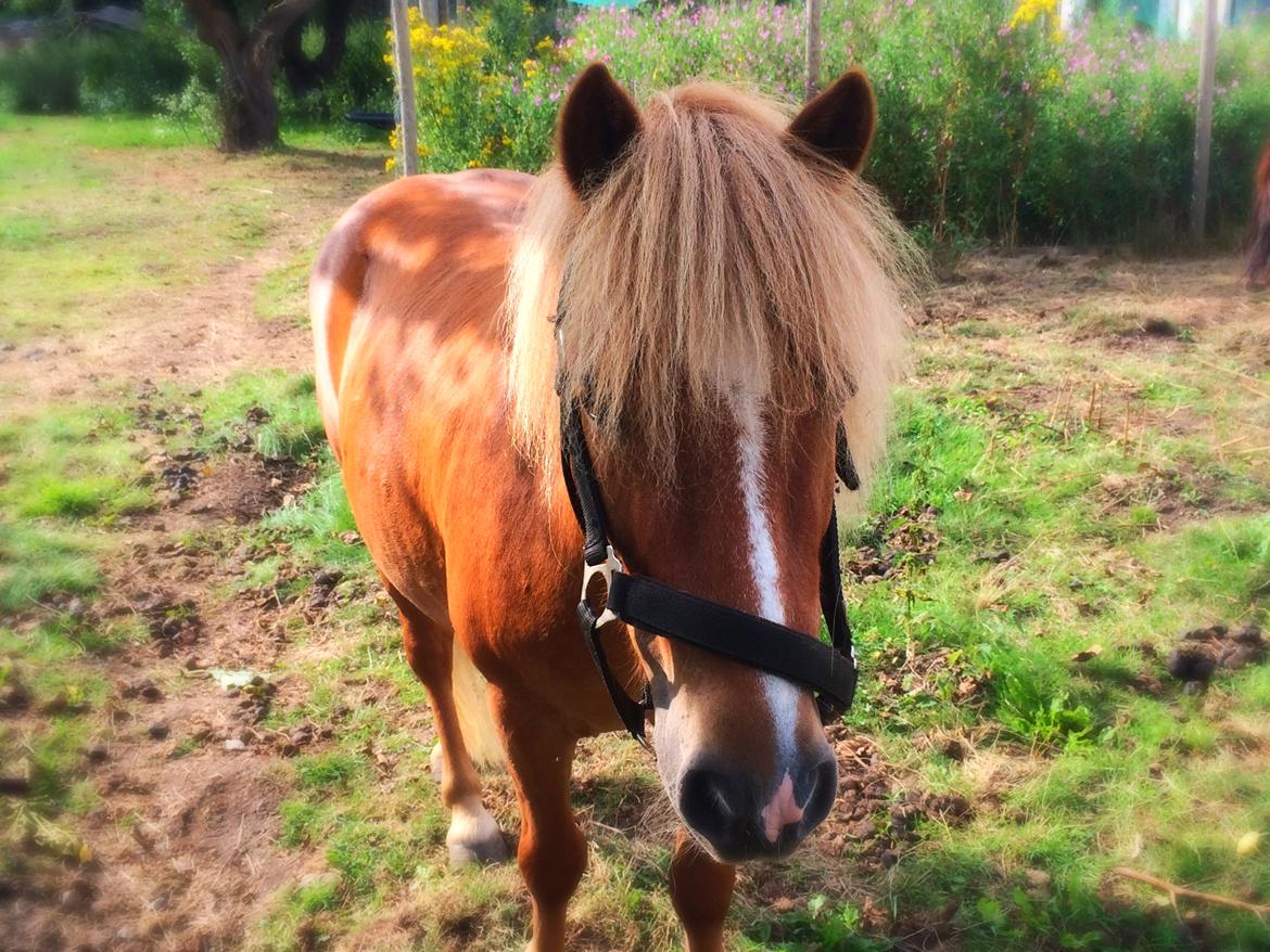 Anden særlig race Dalagers Felix billede 1