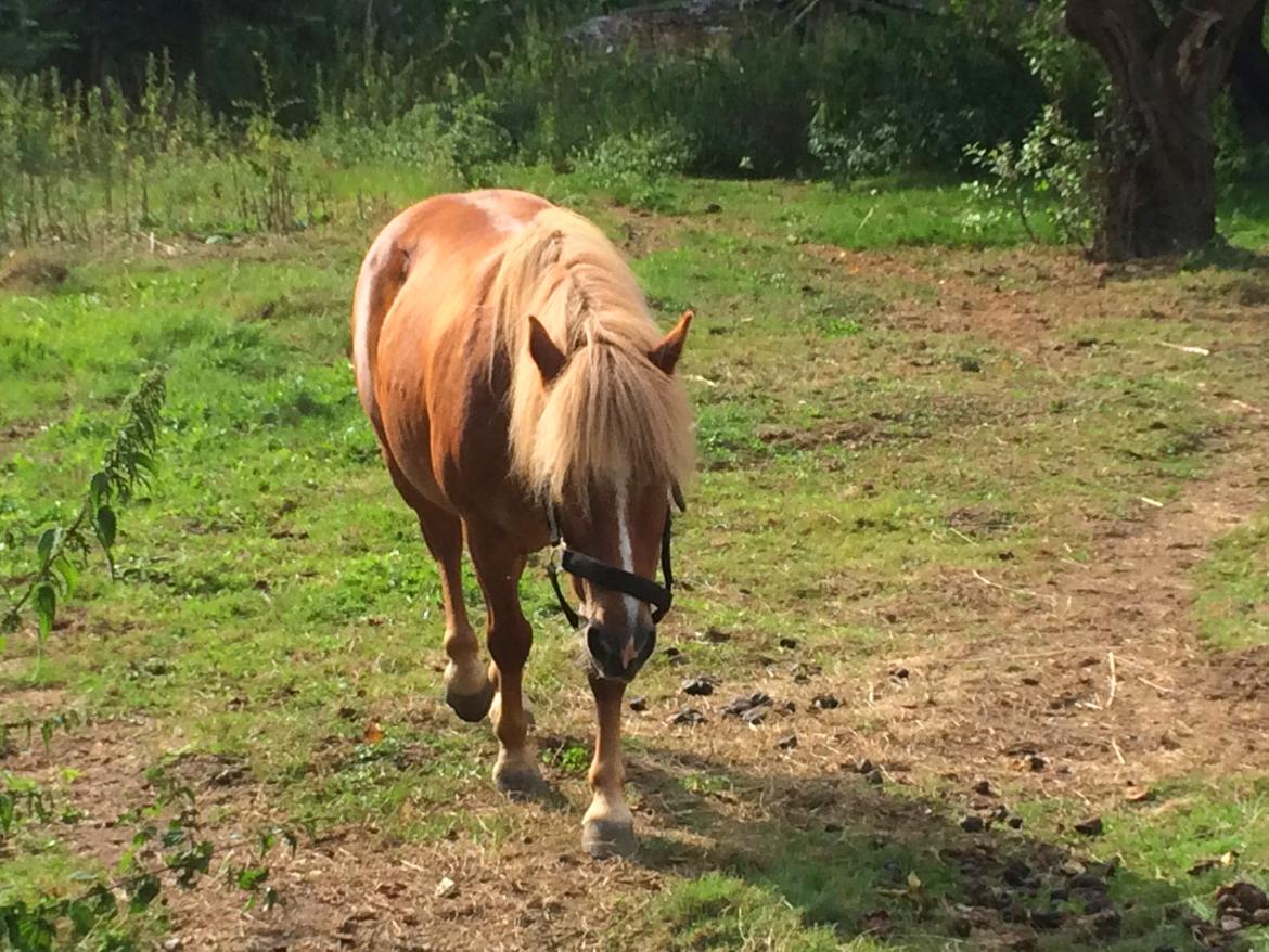Anden særlig race Dalagers Felix billede 5