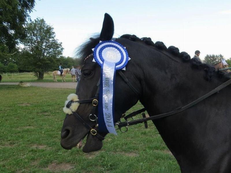 Svensk Sportspony  Anden særlig race Black Lady (Min part) billede 9