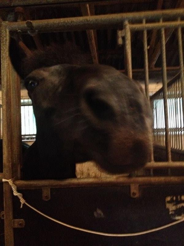 Svensk Sportspony  Anden særlig race Black Lady (Min part) billede 8