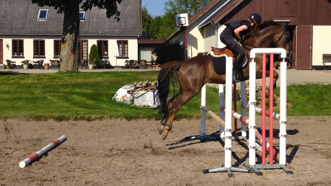 Anden særlig race Bacardi billede 13