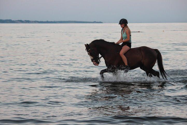Anden særlig race Bacardi billede 14